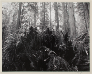 Image of Redwood Stump and Ferns, Rockefeller Grove, Redwood National Park, California